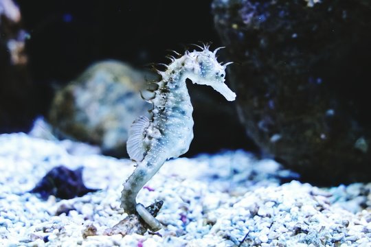 Close-up Of Sea Horse In Aquarium