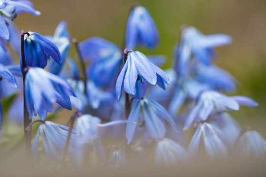 Blue spring flowers in the forest closeup