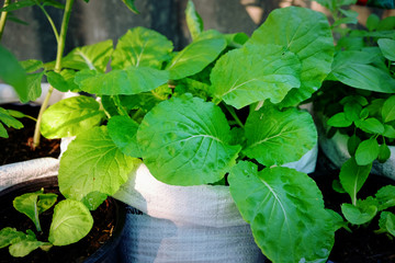 Fresh organic young green lettuce growing in white bag. Small vegetable garden at home.