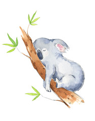Cute koala sleeping in a tree, watercolor illustration © kamenuka