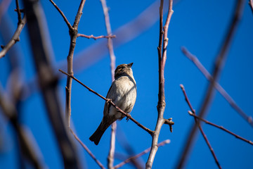 Young house sparrow, a bird sits on a tree branch on a background against a blue sky