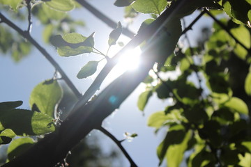 Green leaves of an apple tree against the background of the sun and its passing rays