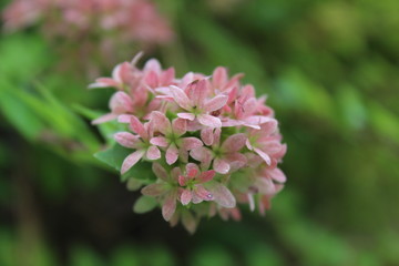 peachtree blooming up close 