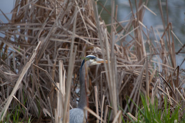 Great Blue Heron Fishing in the wetlands
