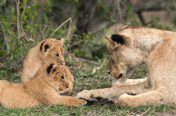 Obraz na płótnie Canvas Lioness and her cubs restind on grass, Masai Mara