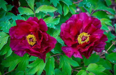 Bright Rose pink fuchsia color Peony two flowers Paeonia suffruticosa or tree peony in dew or rain...