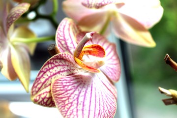 pink orchid flower
