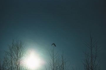 bright autumn sun through bare trees, Russia