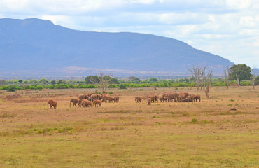 Fototapeta na wymiar Elephants in the savannah in Kenya. 