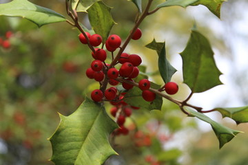 red berries on a bush