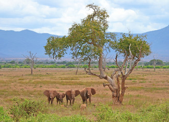 Elephants in the savannah in Kenya.
