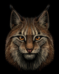Lynx. Realistic, hand-drawn, color portrait of a lynx head on a black background.