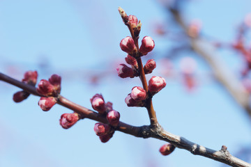 Pink apricot tree buds in early spring