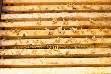 bees in evidence crawl on wooden frames, closed natural background.