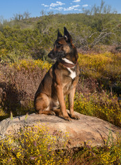 Belgian Malinois sitting on a rock in the desert