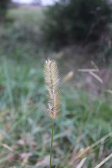 close up of grass