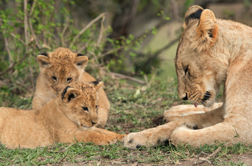 Lioness and her cubs,  Masai Mara