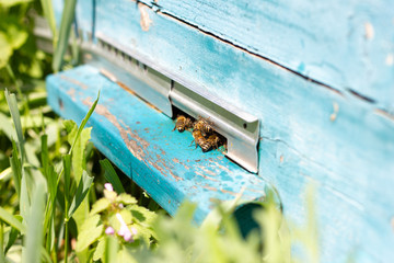 Bees fly out of Ulick on a Sunny day. Bees bring honey to the evidence close up