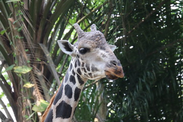 giraffe in the zoo
