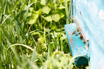 Obraz na płótnie Canvas Bees fly out of Ulick on a Sunny day. Bees bring honey to the evidence close up