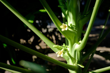 exotic fruit papaya with flower