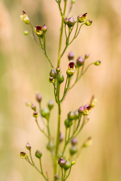 Common Figwort, Scrophularia nodosa, stem with flower buds and blurred straw-coloured background.