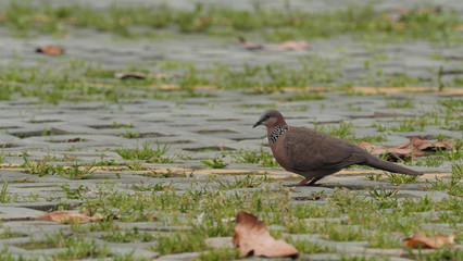 Close up of turtledove looking for food on ground.