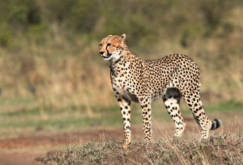 Cheetah standing on a mound in Masai Mara Grassland