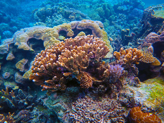 Fototapeta na wymiar Coral in the largest lagoon in the world in New Caledonia. 