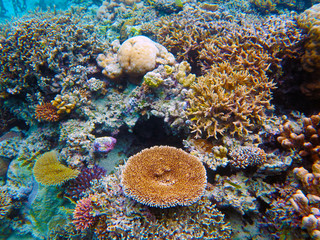 Coral in the largest lagoon in the world in New Caledonia.  © Maurizio Caputo