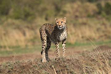 Cheetah observing the surroundings, Masai Mara