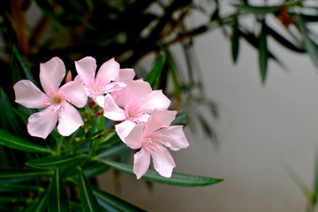 Pink flowers called Oleander is an ornamental flower that is popularly planted in front of the...
