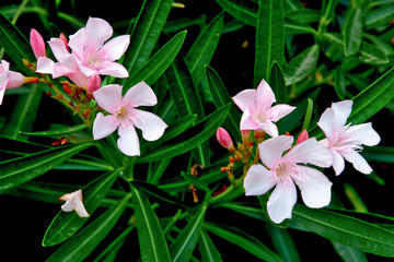 Pink flowers called Oleander is an ornamental flower that is popularly planted in front of the house.