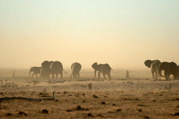 Fototapeta na wymiar elefanti africani nel parco nazionale di Amboseli kenya
