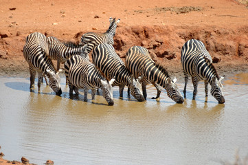 Fototapeta na wymiar branco di zebre che si dissetano in una pozza d'acqua