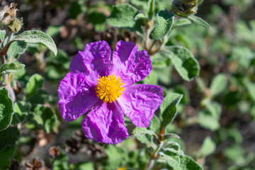 Cistus creticus (pink, hoary rock rose) flower