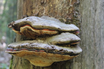 Pilze sind nicht nur zum Essen