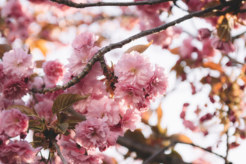 Pink flowers on a tree in the sunlight. Sakura.