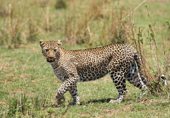 A closeup of Leopard, Masai Mara