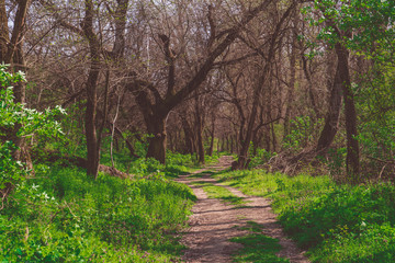 Fototapeta premium Footpath in spring green forest with trees