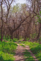 Footpath in spring green forest with trees