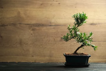 Wandcirkels aluminium Japanese bonsai plant on black wooden table, space for text. Creating zen atmosphere at home © New Africa