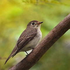 A Grey-streaked flycather sitting on the branch