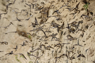 Colony of swallows in flight, Sand Martin breeding, flock of birds, riparia riparia  