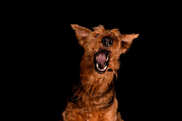 Portrait of an airedale terrier dog catching a treat isolated on black background