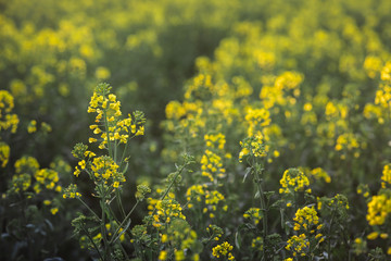 Rapeseed field, Blooming canola flowers close up. Rape on the field in summer an autumn in Hungary