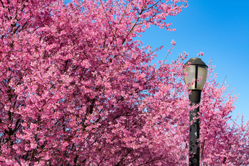 Street Light at Rainey Park next to Beautiful Pink Flowering Crabapple Trees during Spring in Astoria Queens New York