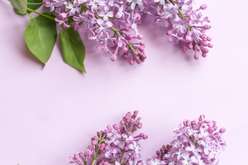 Spring flower, twig purple lilac on purple background. Top view. Selected focus. Free space for text. Syringa vulgaris.