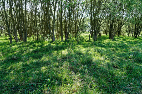 Ellenbrook Fields, Hatfield in Spring