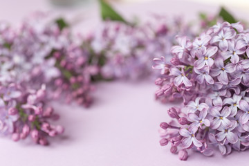 Spring flower, twig purple lilac on purple background. Top view. Selected focus. Free space for text. Syringa vulgaris.